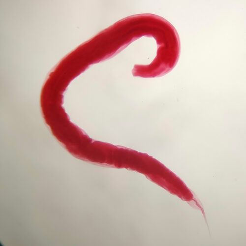 (Pinworm) Enterobius vermicularis adult, w.m., female or male, Nematoda, Human parasitology slides supplier - Image 2