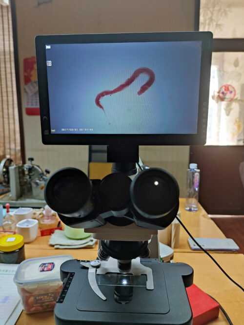 (Pinworm) Enterobius vermicularis adult, w.m., female or male, Nematoda, Human parasitology slides supplier - Image 4