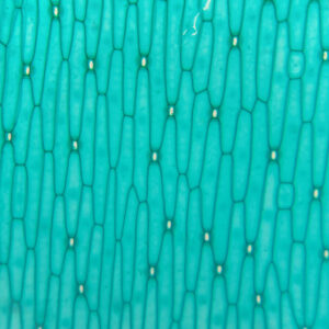 Lower Epidermis of tenuifolia