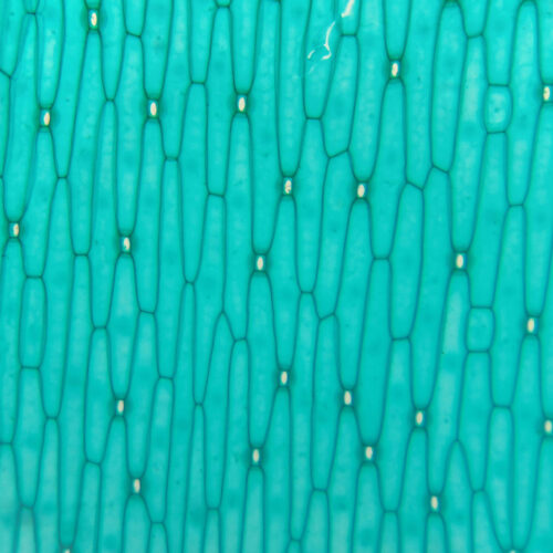 Lower Epidermis of tenuifolia