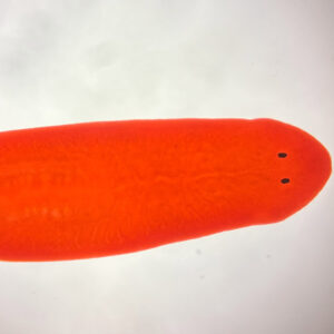 Planaria whole mount