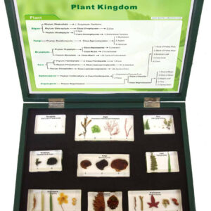 Plant Kingdom Embedded Specimen List