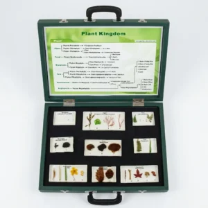 Plant Kingdom Embedded Specimen List