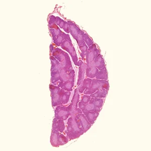 thymus section microscope slide