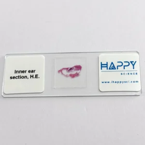 Inner ear microscope slide