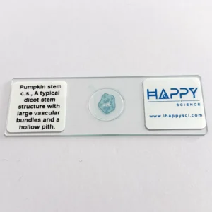 Pumpkin stem microscope slide