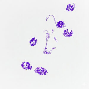 Drosophila Salivary Gland Polytene Chromosomes - Giant Genetics Prepared Microscope Slide