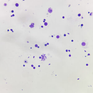 Mouse meiosis chromosome slide, Prepared Microscope Slide