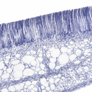 Peziza Apothecium Sec.