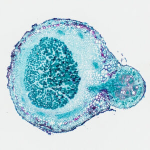 Rhizobium japonicum (Root Nodule) C.S., Prepared Microscope Slide